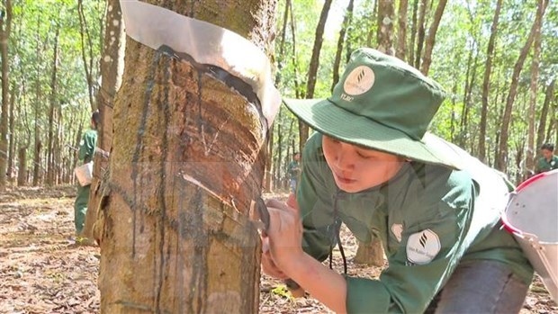 laos, vietnam cooperate to improve exported rubber quality picture 1