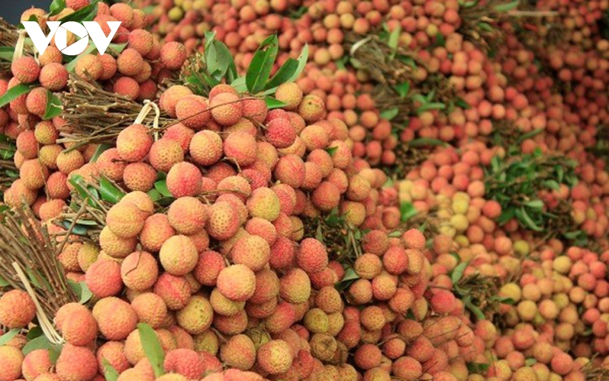 nearly 90 tonnes of fresh vietnamese lychee shipped abroad picture 1