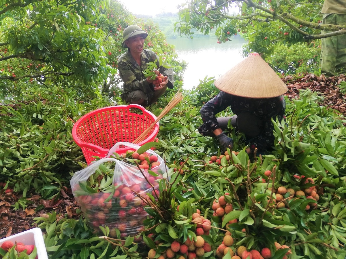 Bắc Giang tiêu thụ vải thiều gắn với quảng bá thương hiệu