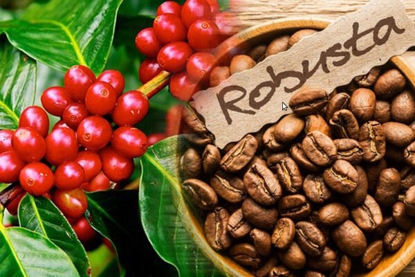 coffee exports to indonesia and algeria enjoy three-digit growth picture 1