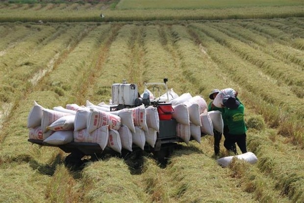 market diversification crucial for rice sector experts picture 1