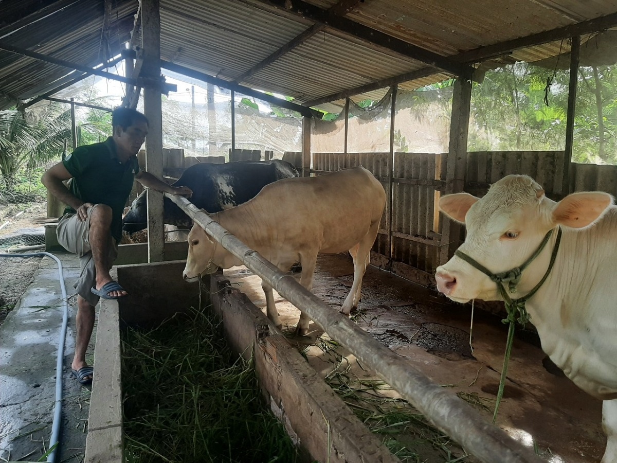 Giá bò thương phẩm tại Tiền Giang, Bến Tre giảm mạnh, nông dân không có lãi