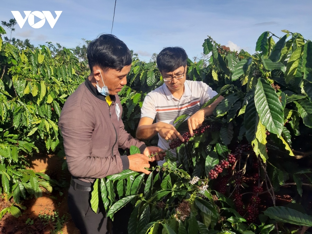 vietnam strives to achieve standard export coffee material areas picture 1