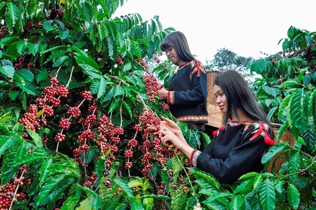 coffee industry striving to adapt to eu s anti-deforestation law picture 1