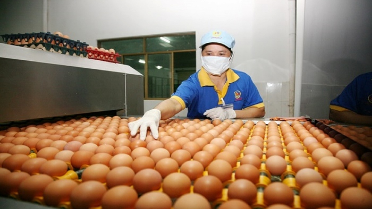 vietnamese poultry eggs exported to hong kong after 4-year ban picture 1