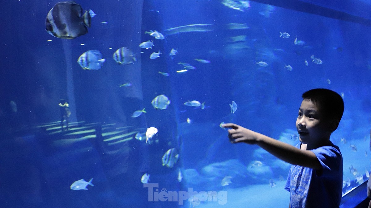 largest indoor aquarium in hanoi opens picture 2