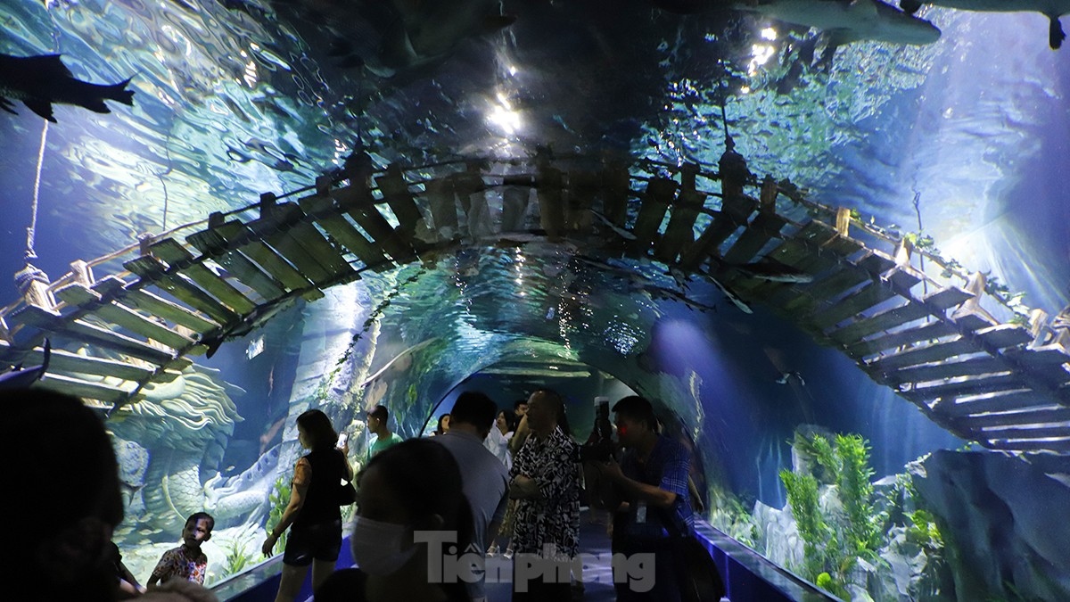 largest indoor aquarium in hanoi opens picture 5