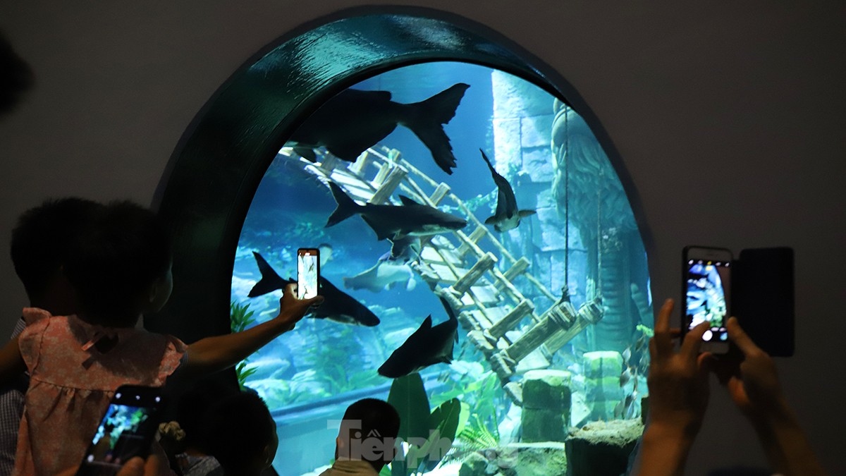 largest indoor aquarium in hanoi opens picture 6