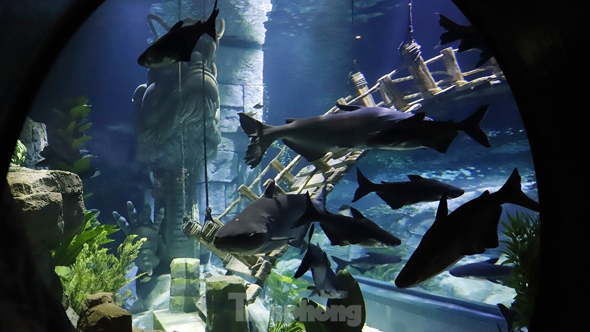 largest indoor aquarium in hanoi opens picture 9