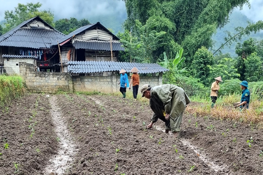 Nông dân Lai Châu tập trung khôi phục sản xuất sau thiên tai