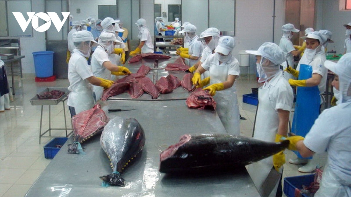 vietnamese tuna exports to eu enjoy rebound picture 1