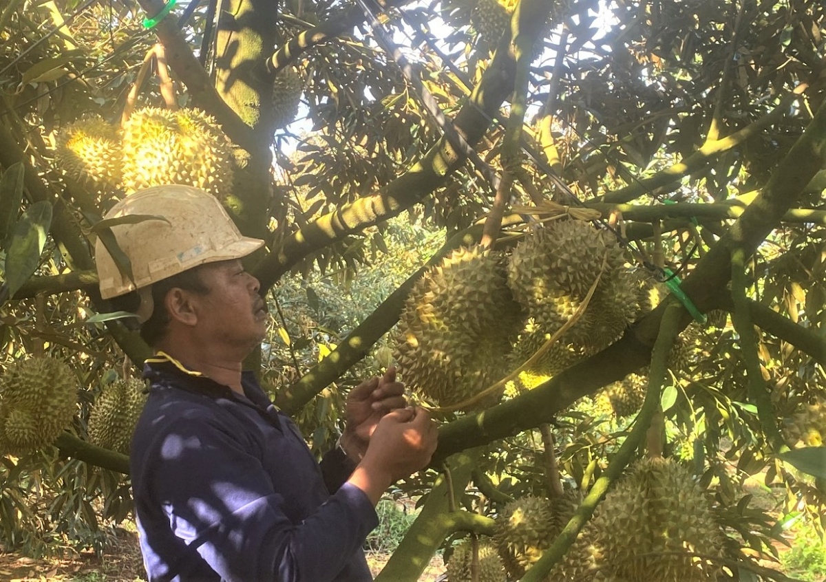 những đảng viên người Ê đê gương mẫu ở ea tul hình ảnh 2 nhung dang vien nguoi E de guong mau o ea tul hinh anh 2