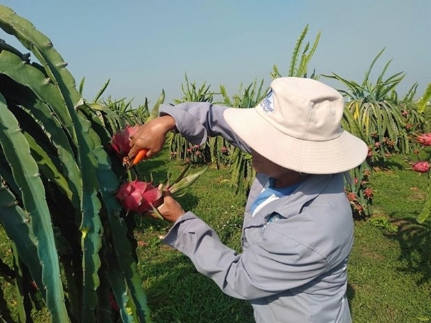 dragon fruit origin e-traceability system introduced in binh thuan picture 1