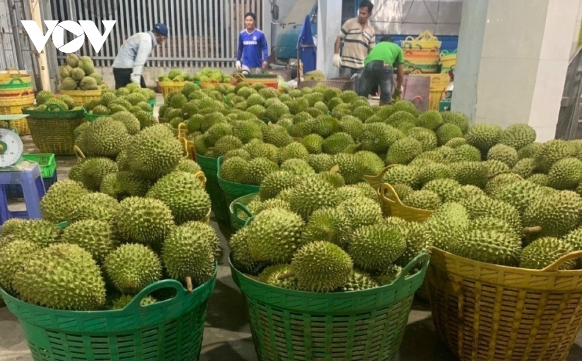 durian export earnings past us 1 billion mark picture 1