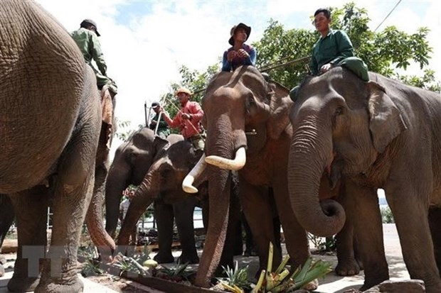 dak lak domestic elephants enjoy buffet on world elephant day picture 1