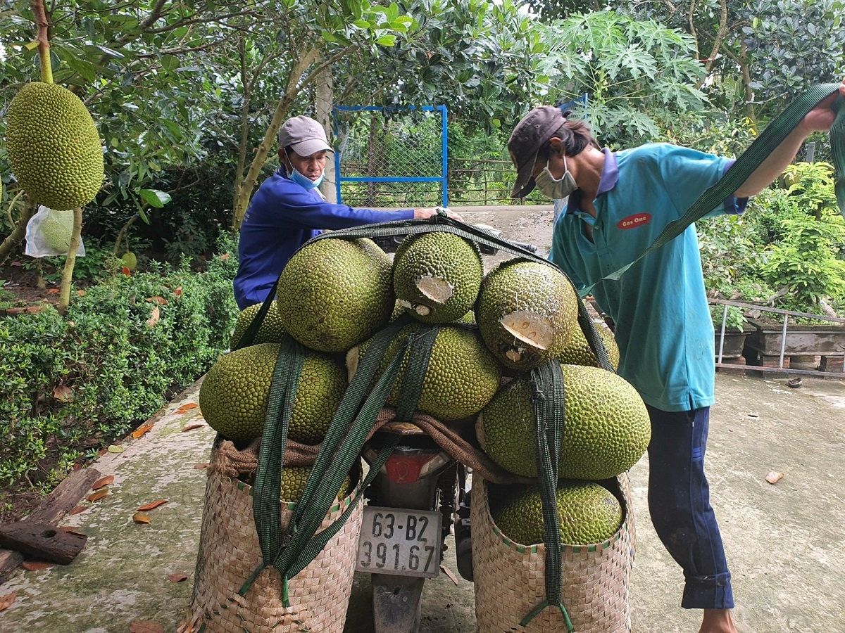 Thiếu nguồn cung, giá mít tại Tiền Giang tăng ở mức kỉ lục