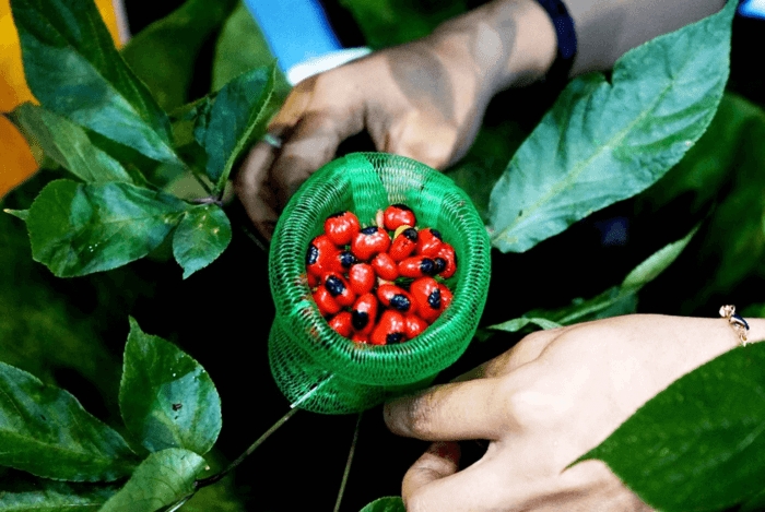 Hạt sâm Ngọc Linh - kho báu tiền tỷ trên đỉnh núi