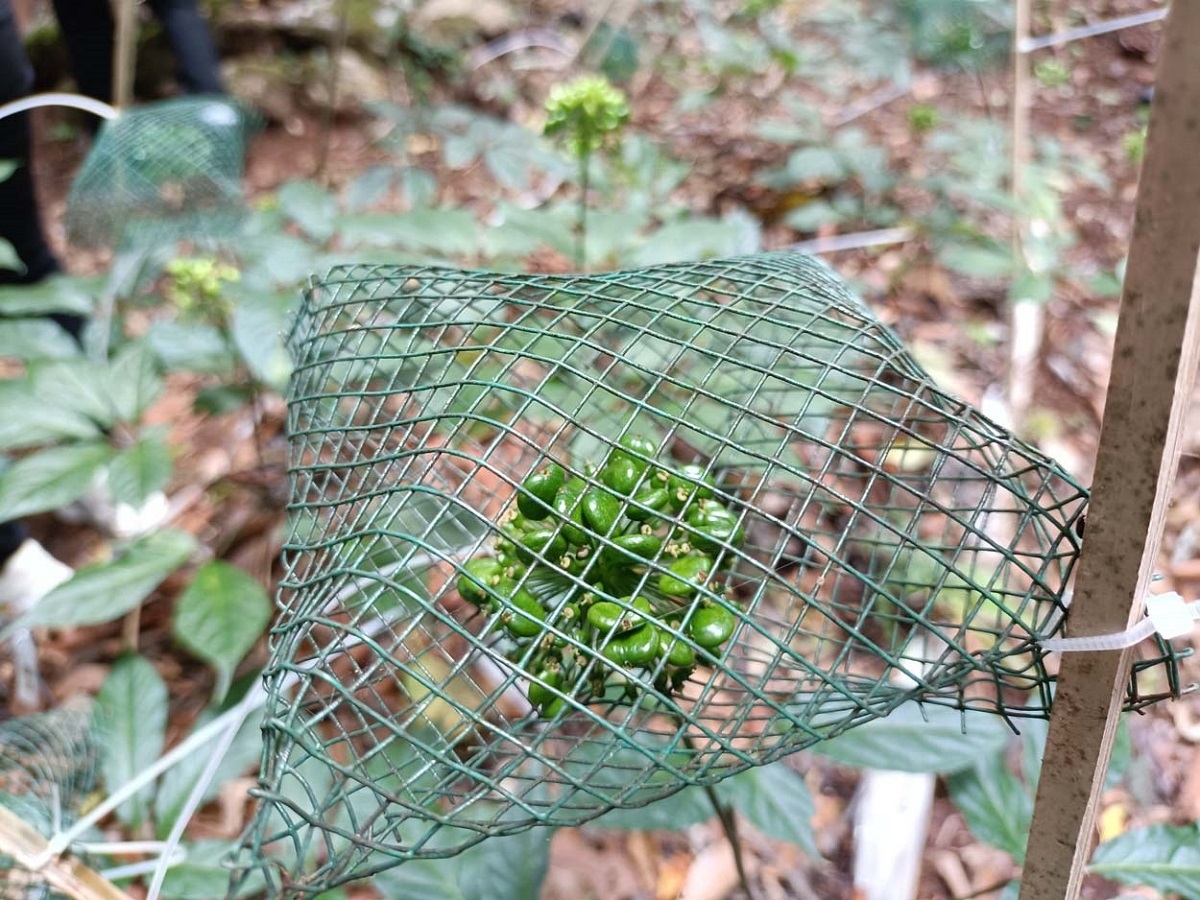 Kon Tum ngăn chặn tình trạng trục lợi thương hiệu sâm Ngọc Linh