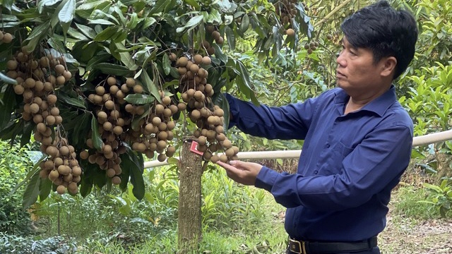 mua nhan dang o hung yen hinh anh 1