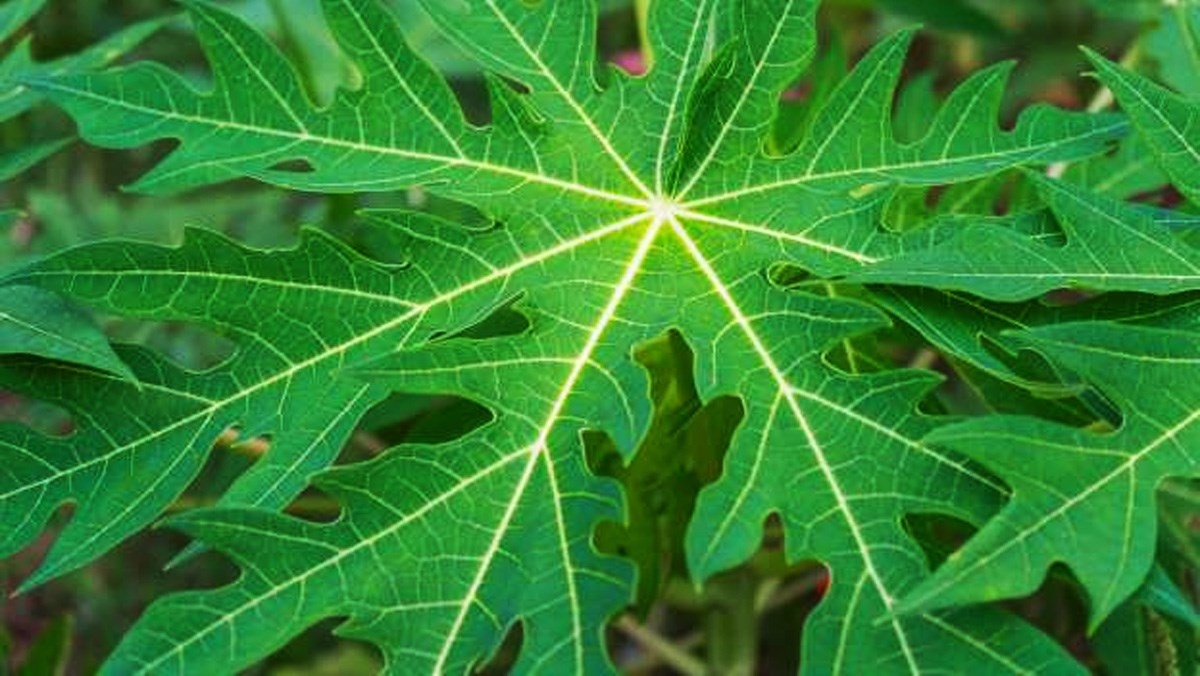 nuoc ep la du du giup giam luong duong trong mau hinh anh 2