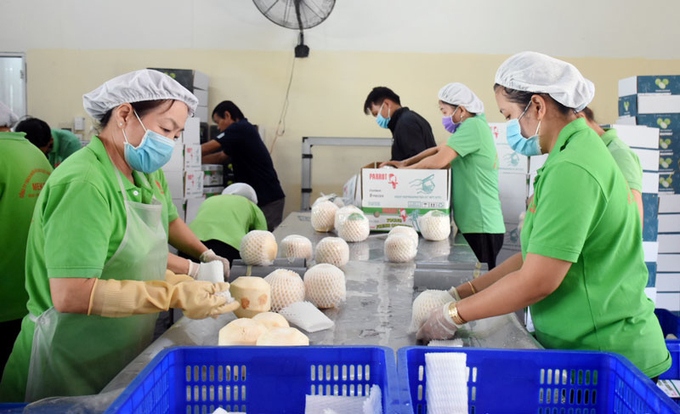vietnamese natural fresh dehusked coconuts get green light to enter us market picture 1