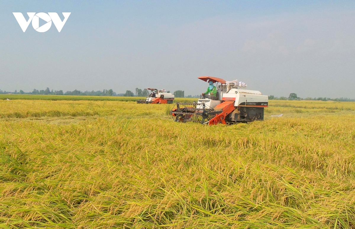 vietnam rice festival 2023 to be held in hau giang this december picture 1
