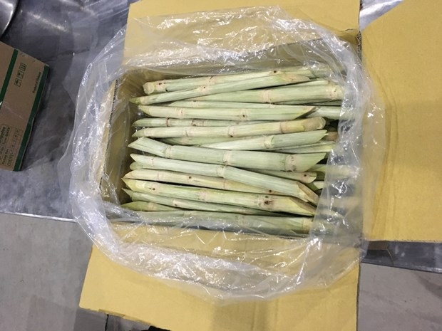 second batch of fresh sugarcane to be shipped to us picture 1