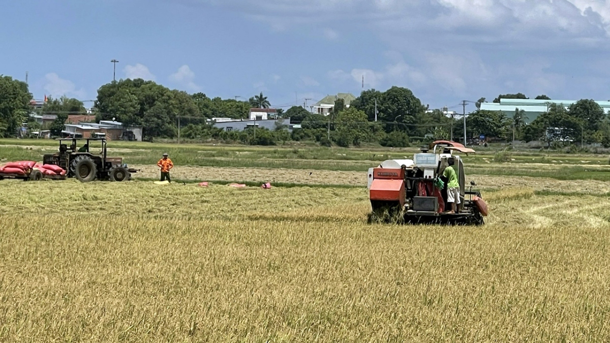 Liên kết vùng để phát huy thế mạnh phát triển nông nghiệp của từng địa phương