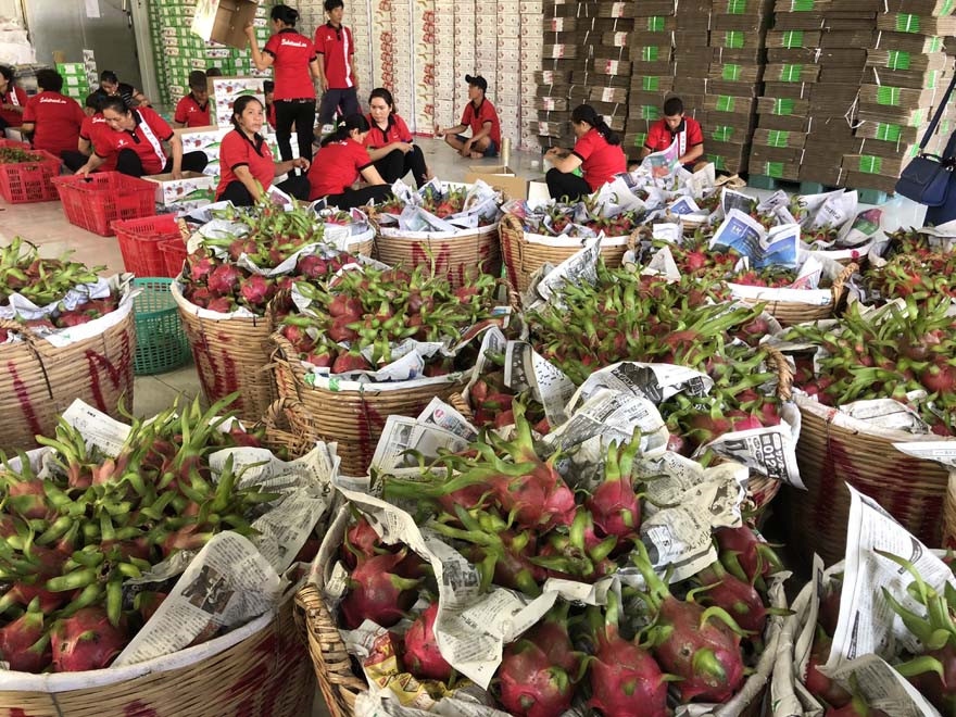 growth rate of fruit and vegetable exports slow down picture 1