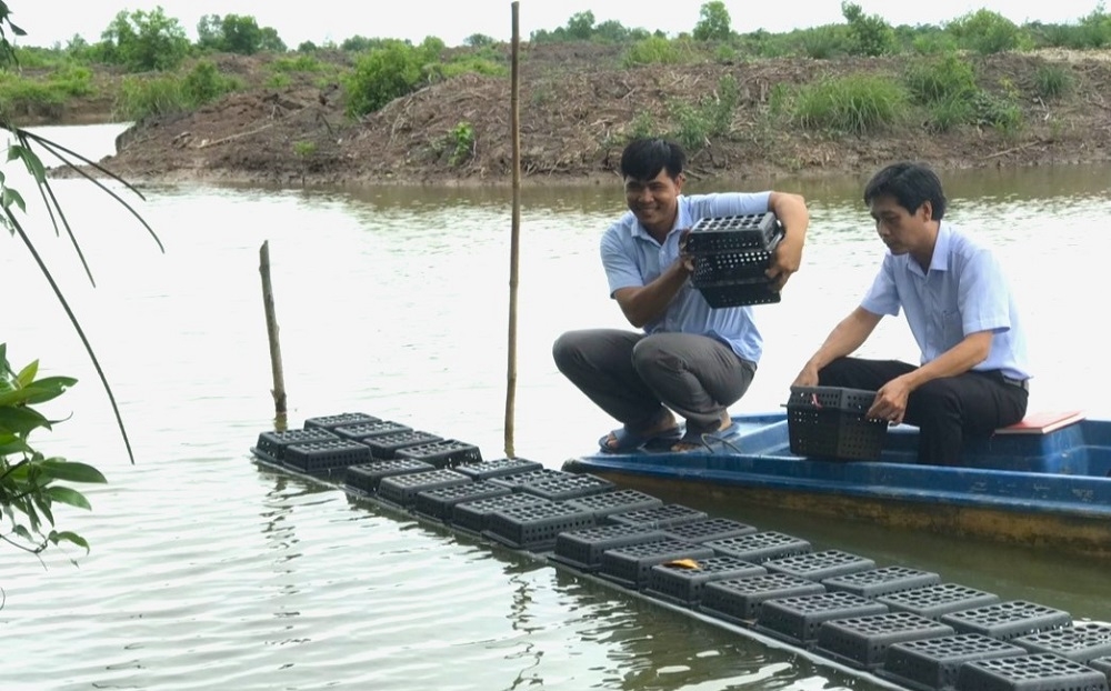 Vỗ béo cua trong hộp nhựa ở Cà Mau