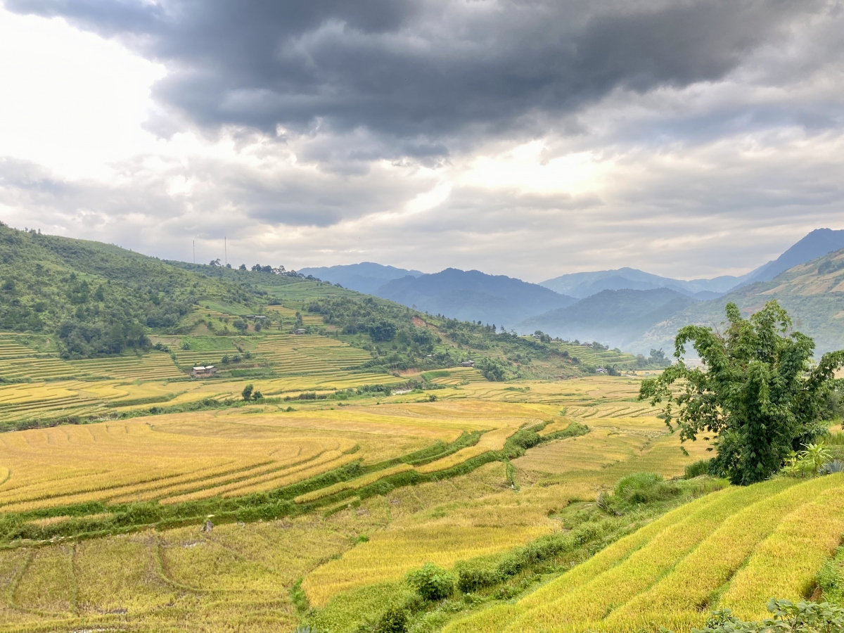 Mùa vàng mời gọi du khách tới “miền cổ tích” Ngọc Chiến