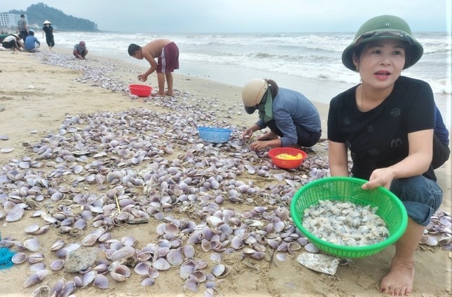 hang tan so tim dat vao bo bien ha tinh, nguoi dan do xo nhat loc troi hinh anh 8