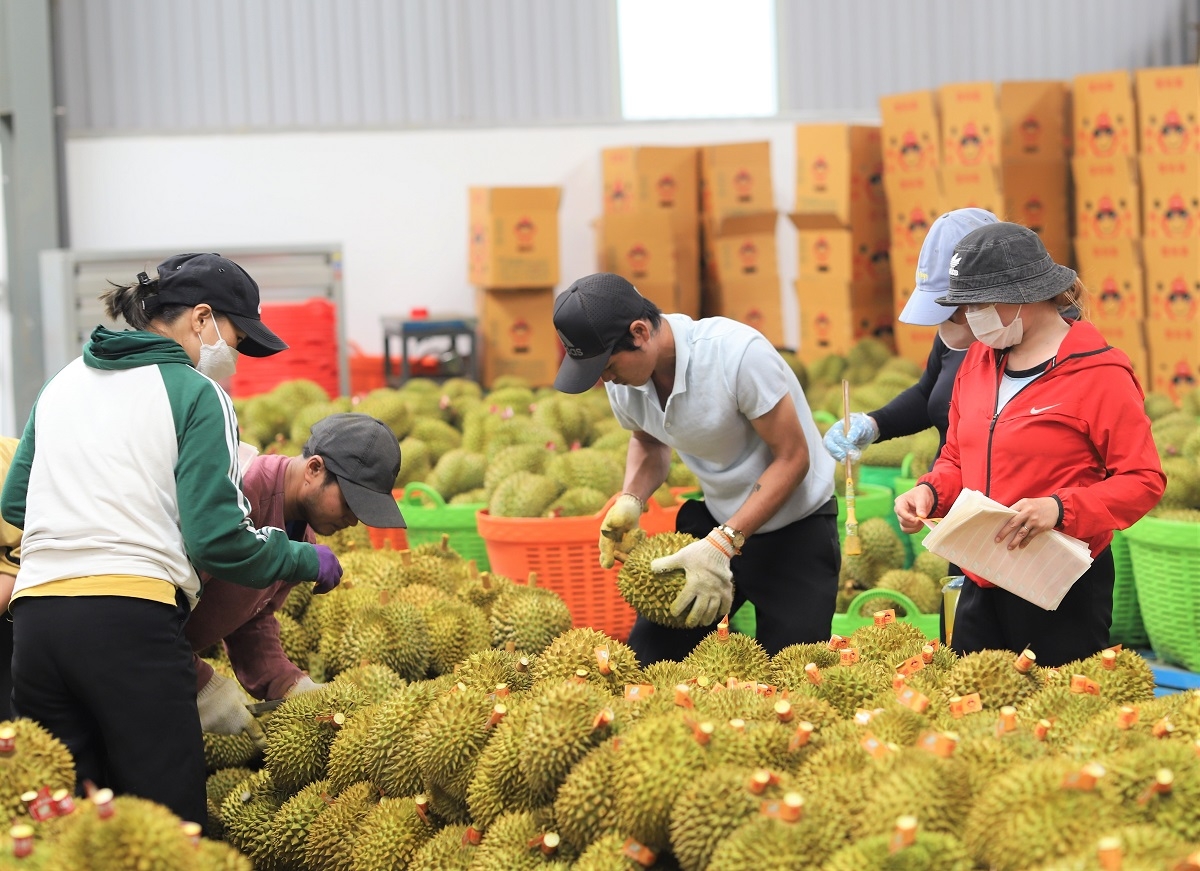 Sầu riêng Đắk Lắk giữa cao điểm vụ thu hoạch