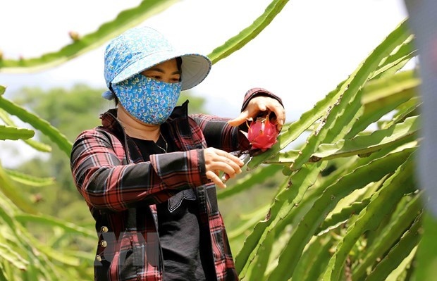 vietnam seeks to secure sustainable development for dragon fruit sector picture 1