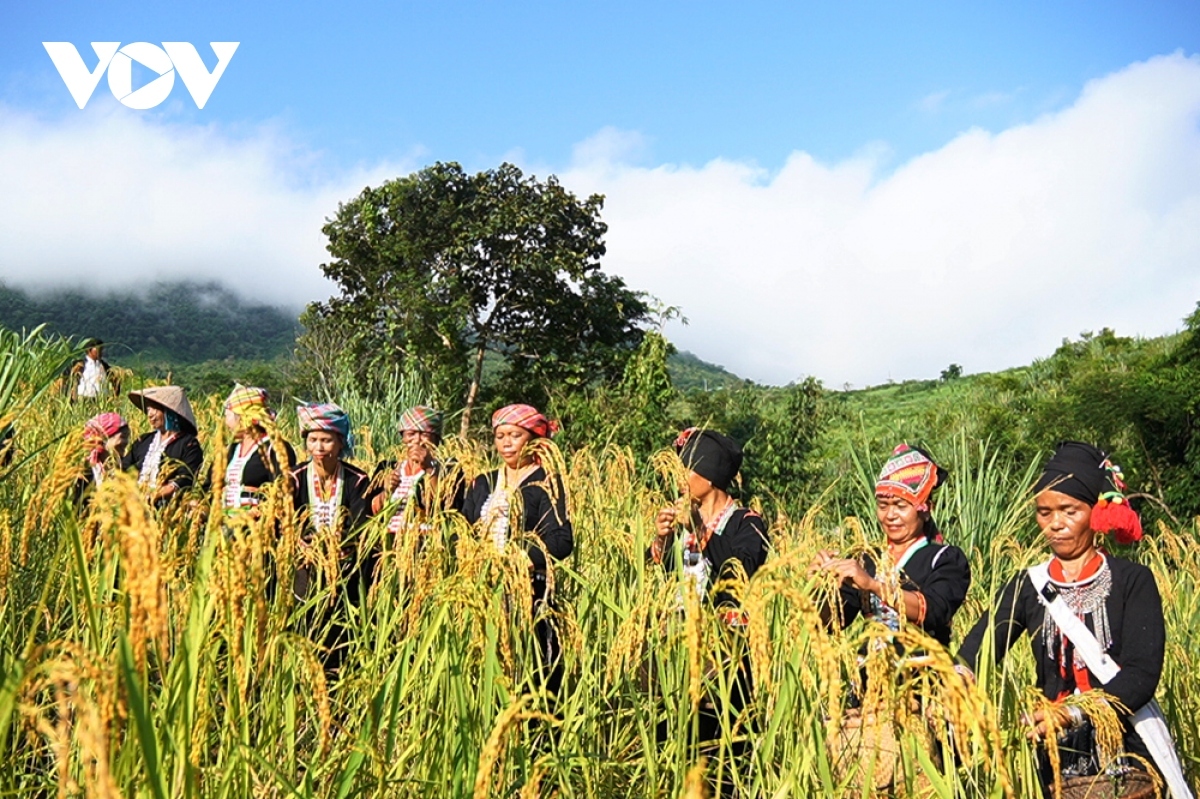 Locals select plump rice ears as part of the ritual in order to worship the rice’s soul to express respect towards the God of agriculture.