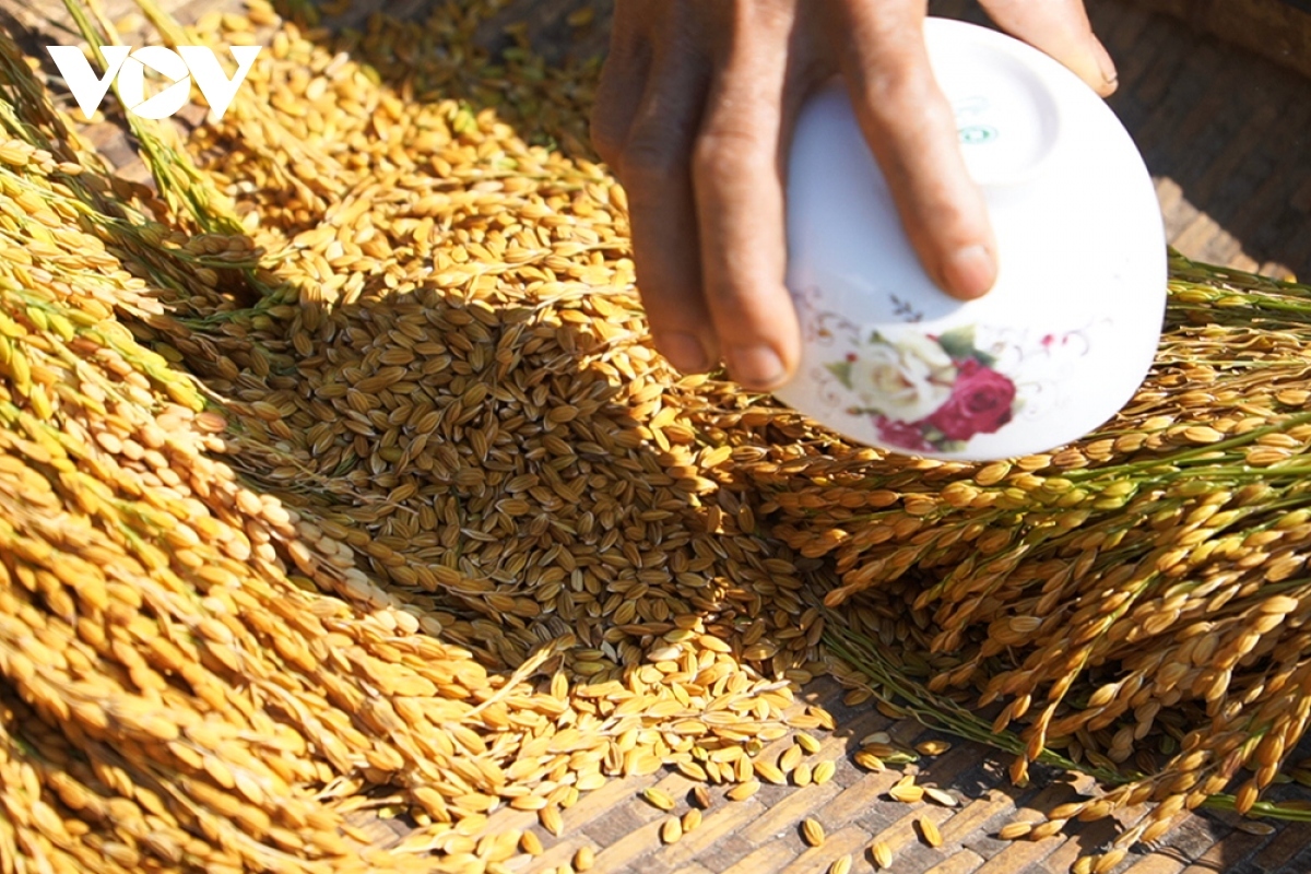 Making green rice is part of the festival.