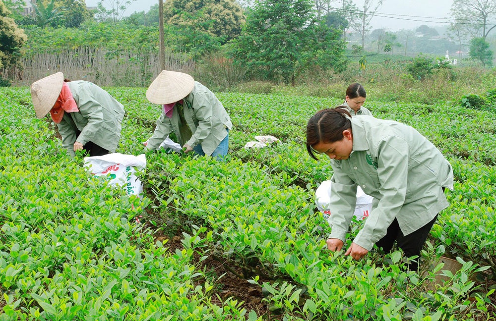 Thái Nguyên nâng cao vai trò hợp tác xã