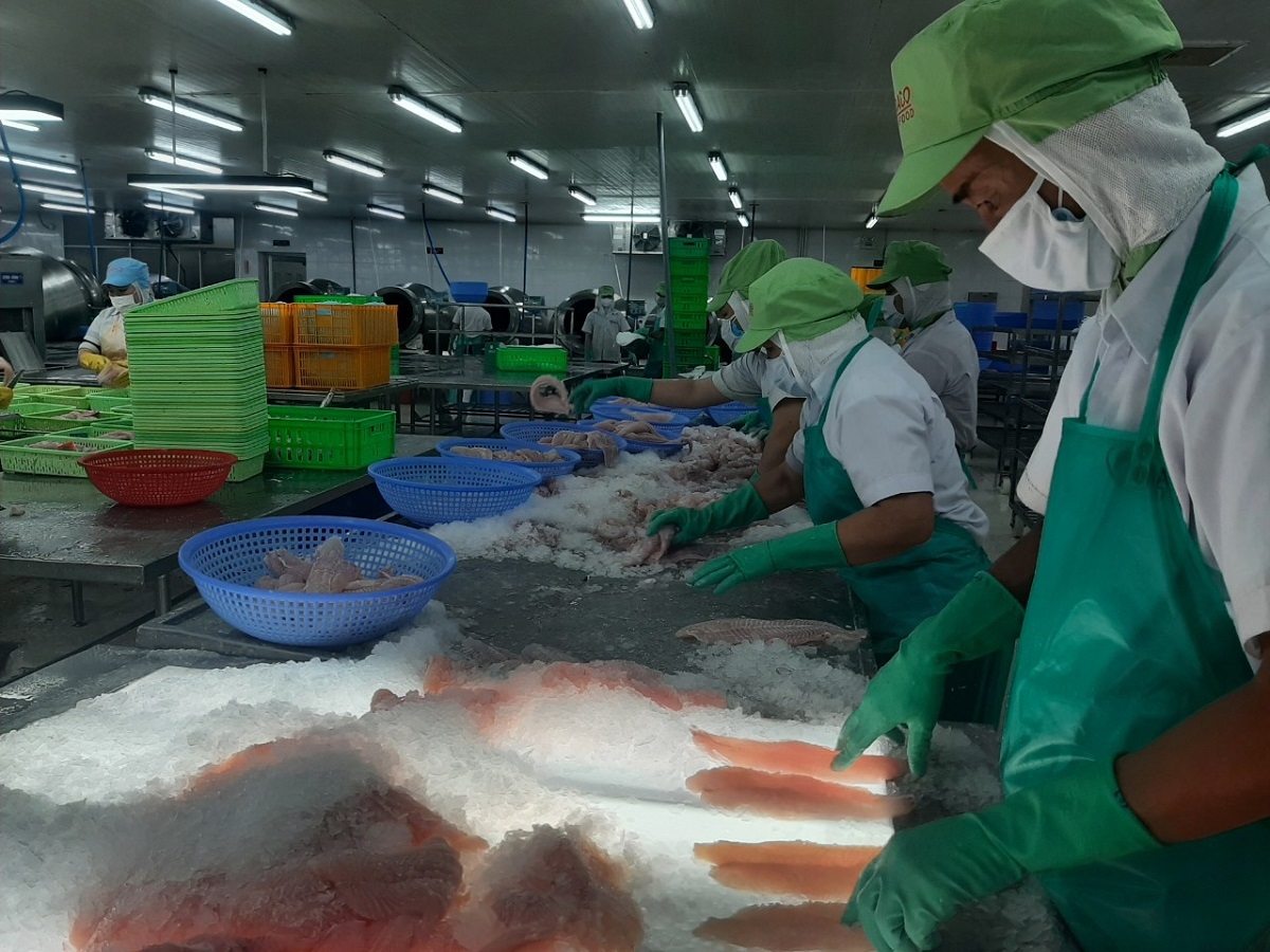 Cá tra đứng giá, ngư dân và doanh nghiệp không có lãi