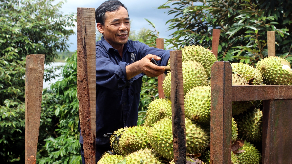 Giá sầu riêng tăng đột biến, thương lái tranh mua