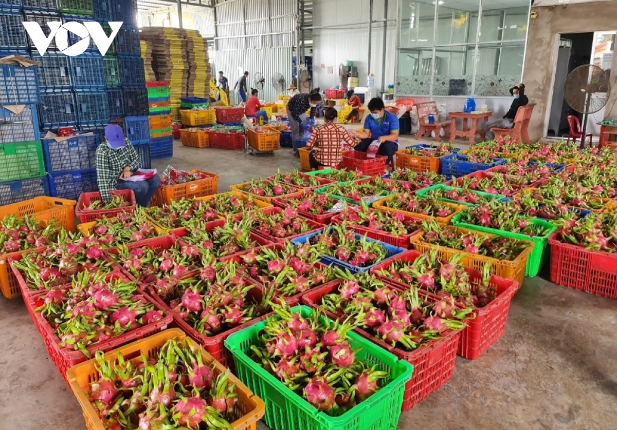 uk supermarkets halt vietnamese dragon fruit sales due to pesticide residues picture 1