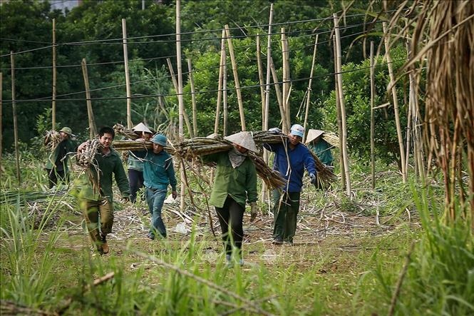 Hòa Bình đa dạng mặt hàng nông sản xuất khẩu