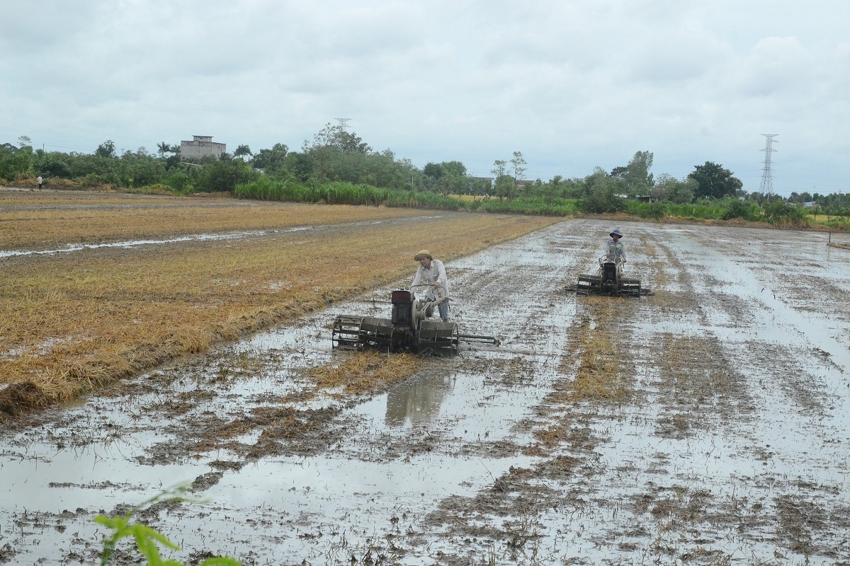 Giá lúa tăng kỉ lục, nông dân Tiền Giang ồ ạt gieo sạ vụ Thu đông
