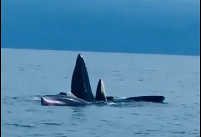Whales spotted in Co To island of Quang Ninh province