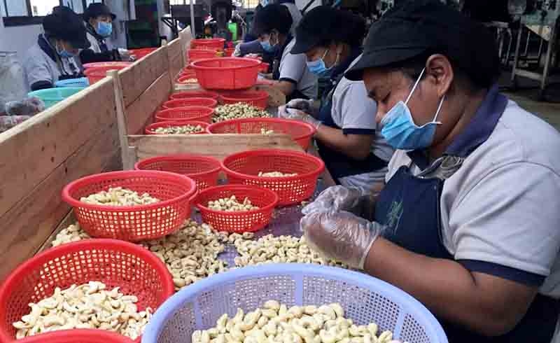 vietnam spends nearly us 3 billion on cashew nut imports for processing picture 1