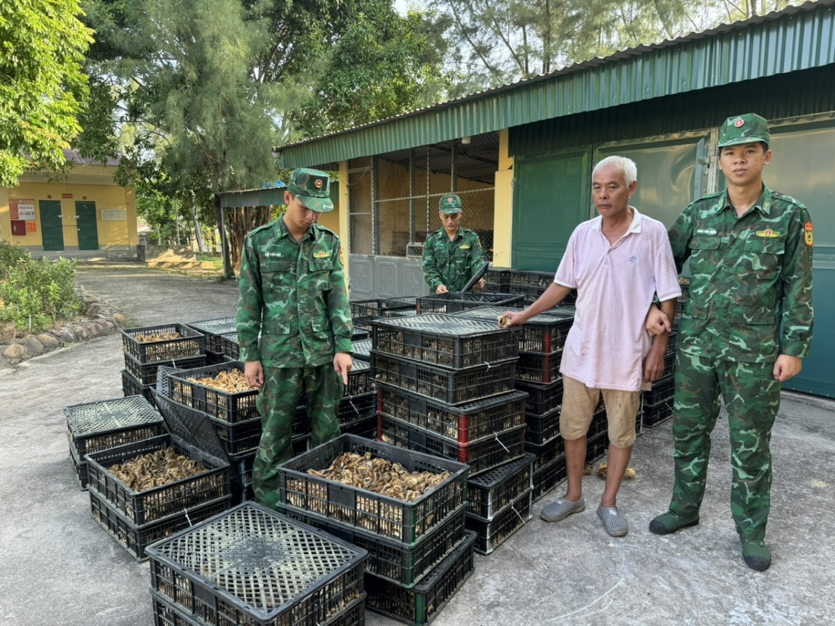 Thu giữ 18.000 con gà giống nhập lậu qua biên giới