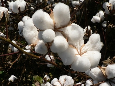 Vietnam spends US$2.1 billion importing cotton over nine-month period