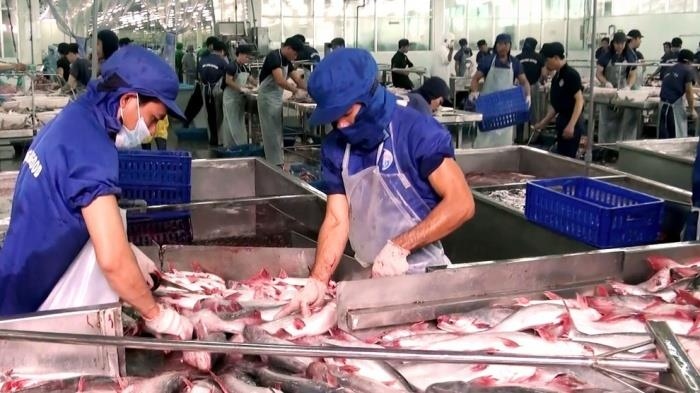 pangasius exports to cptpp market to see positive growth this year picture 1