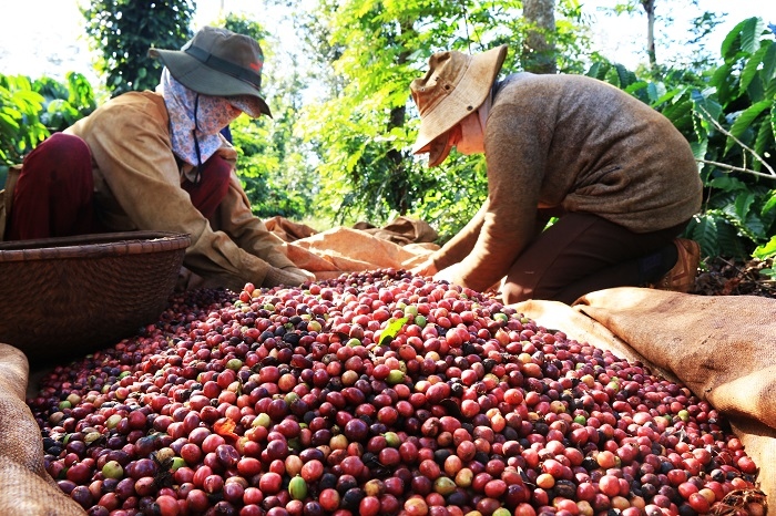 vietnamese coffee exports plummet in september picture 1