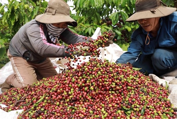 vietnamese coffee producers urged to focus on quality for sustainable export picture 1