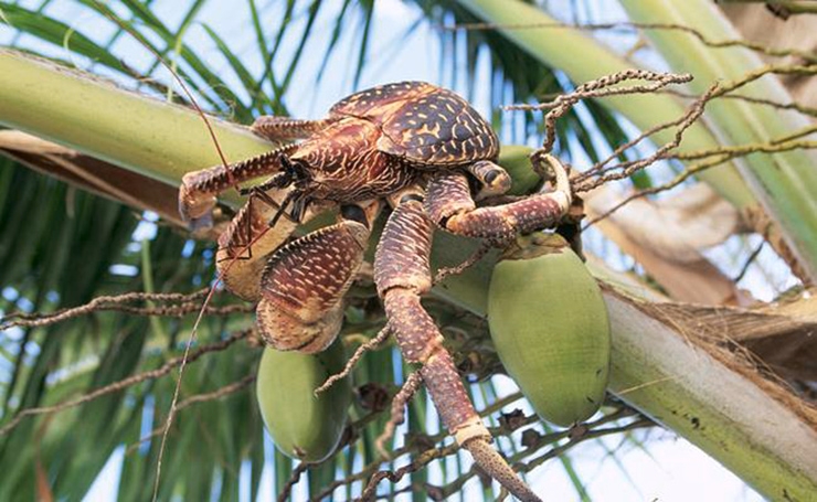 Loại cua lạ biết leo cây được giới sành ăn săn lùng